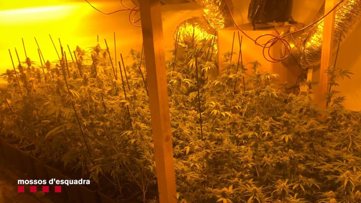 Desmantelan una organización que distribuía marihuana en Alemania con envíos postales