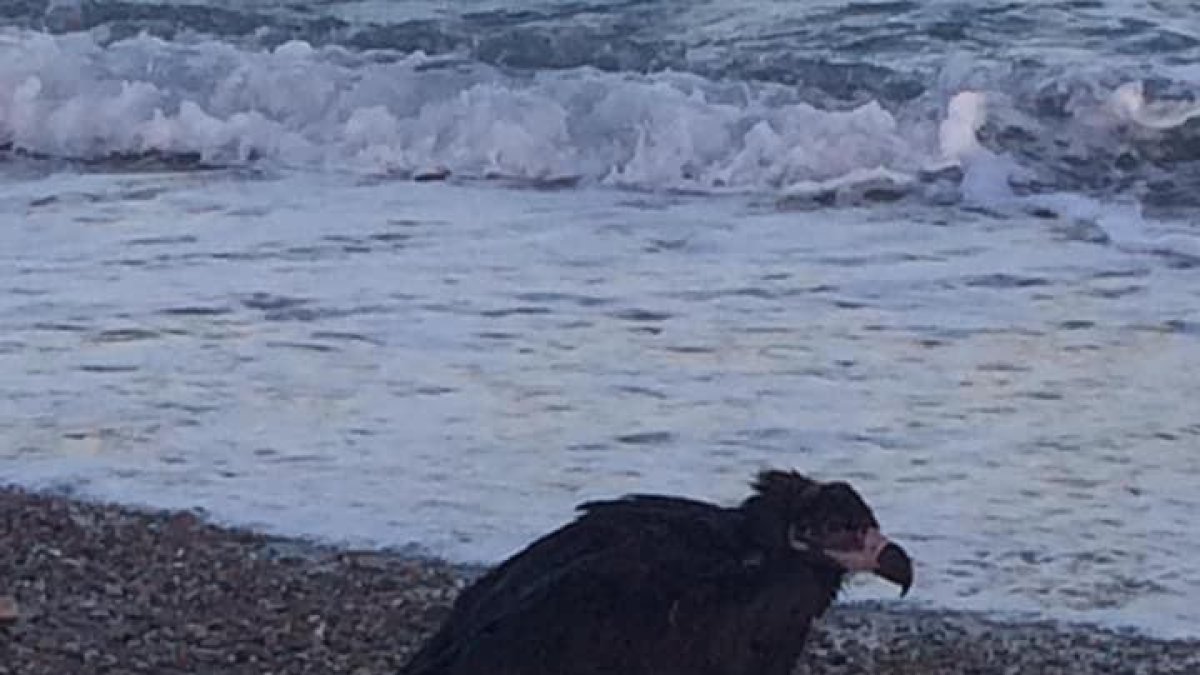 La Policía Local encuentra un buitre negro en la playa de Creixell