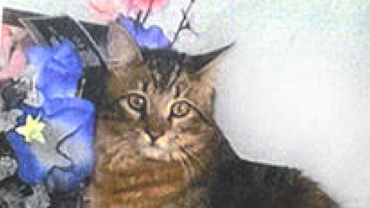 Gato desapaprecido en Sant Pere i Sant Pau