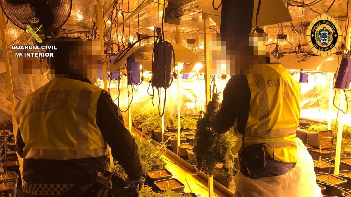 Desmantellada una plantació de marihuana a un xalet dels Masos de Coma-ruga, al Vendrell