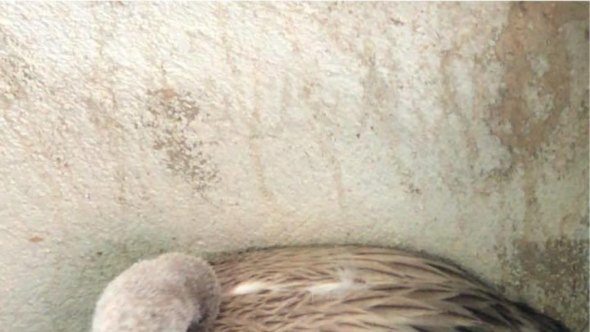 Rescatan una flamenco joven de una fuente de Vila-seca