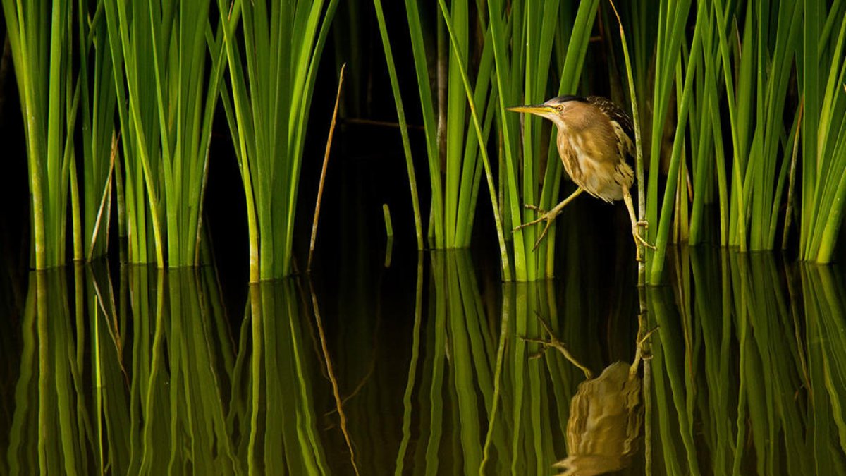 Lluc Semis muestra sus fotografías de pájaros en la Pobla de Mafumet