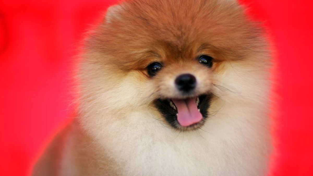 El gos d'una pacient de coronavirus dóna positiu en la prova de detecció