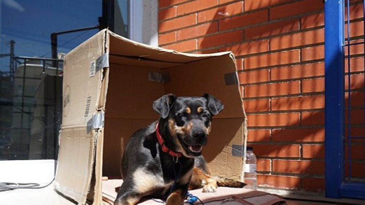 Chika, la gosseta confinada al Pavelló del Serrallo troba acollida