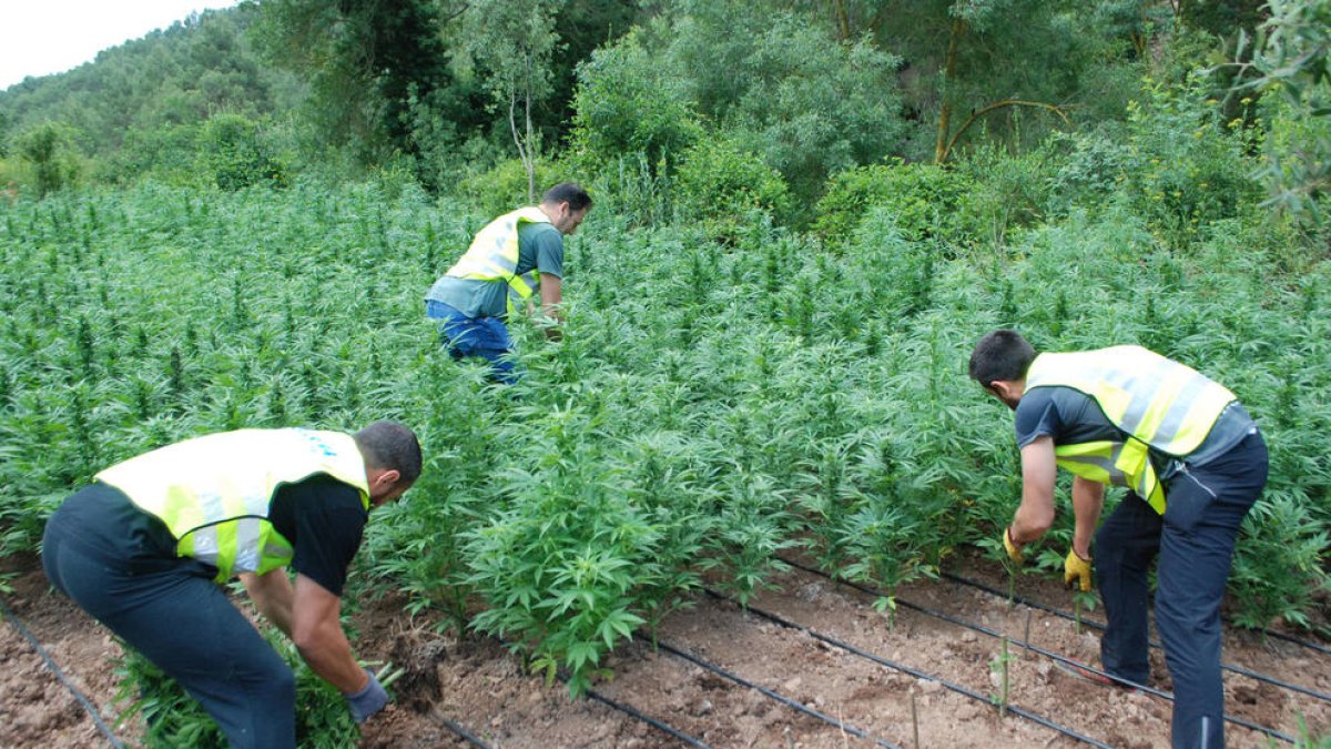 Desmantellen una plantació de 6.498 plantes de marihuana a la Conca de Barberà