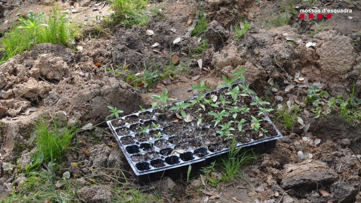 Sorprenden a tres hombres plantando 1.000 retoños|pimpollos de marihuana en una explanada en medio del bosque