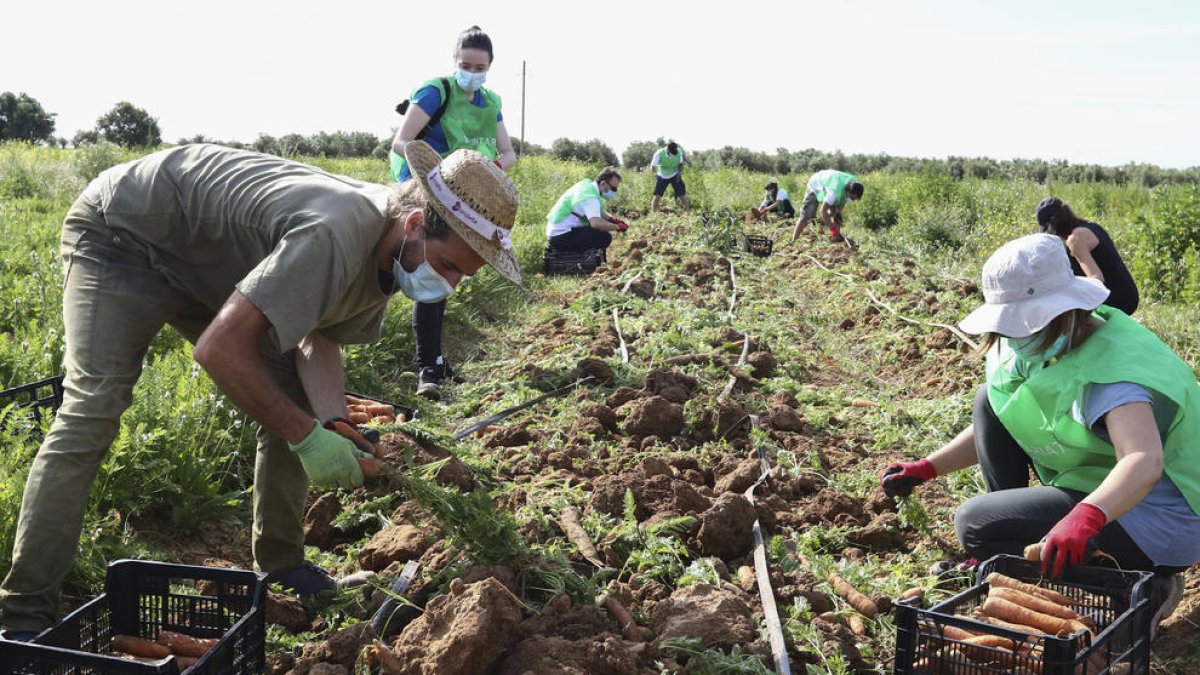 Cogen|Recogen 1.350 kilos de zanahorias y bróculi para los hogares vulnerables