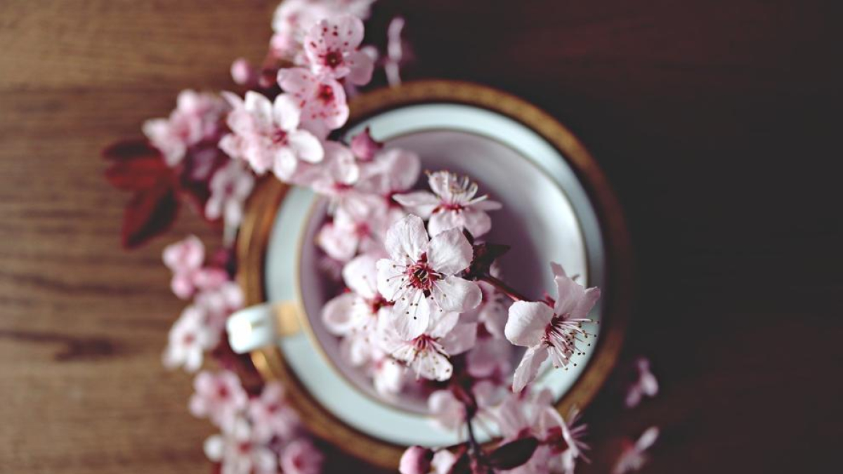 Disseny de jardins interiors, fonts d'aigua i fengh shui per començar l'any