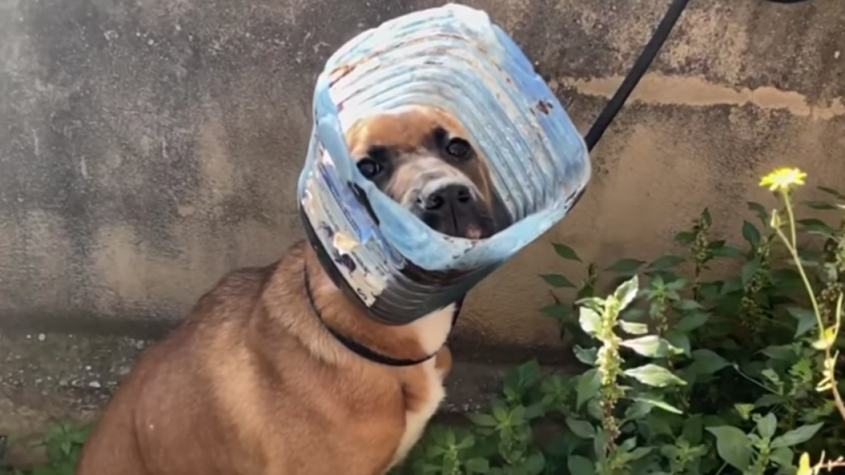 Rescaten un cadell amb el cap atrapat a una garrafa