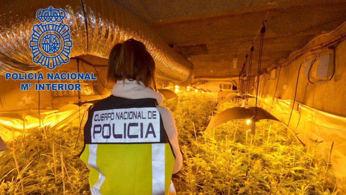 Cinco detenidos en Tarragona para proveer de marihuana a distribuidors del resto del Estado