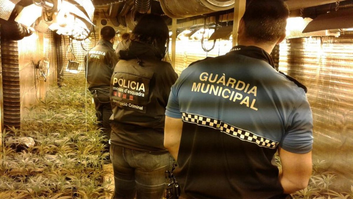 Desmantellada a Riudoms una plantació de marihuana amb més de 900 plantes