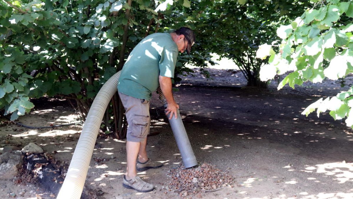 Els pagesos de l'avellana: «O ens estrenyem tots el cinturó o no podrem aguantar»