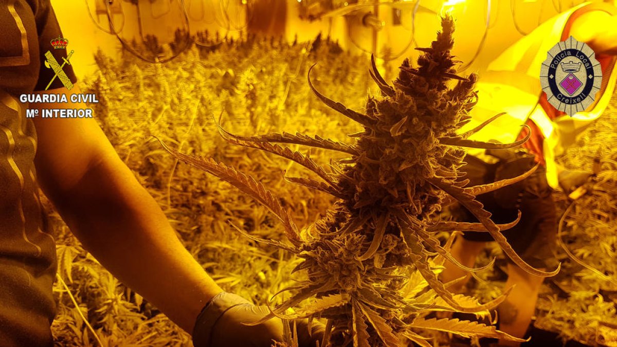 Desmantellen una plantació de marihuana en una casa de Creixell