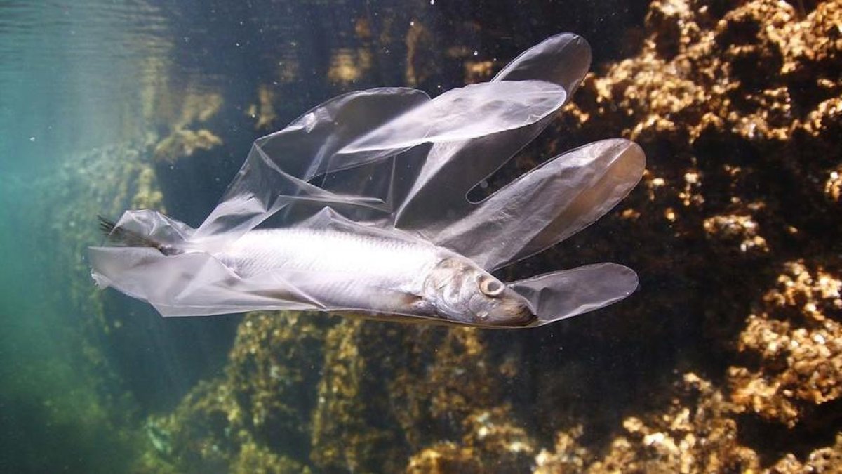 contaminación en el mar, ayuda Generalitat, plásticos, pez, desperdicios marinos