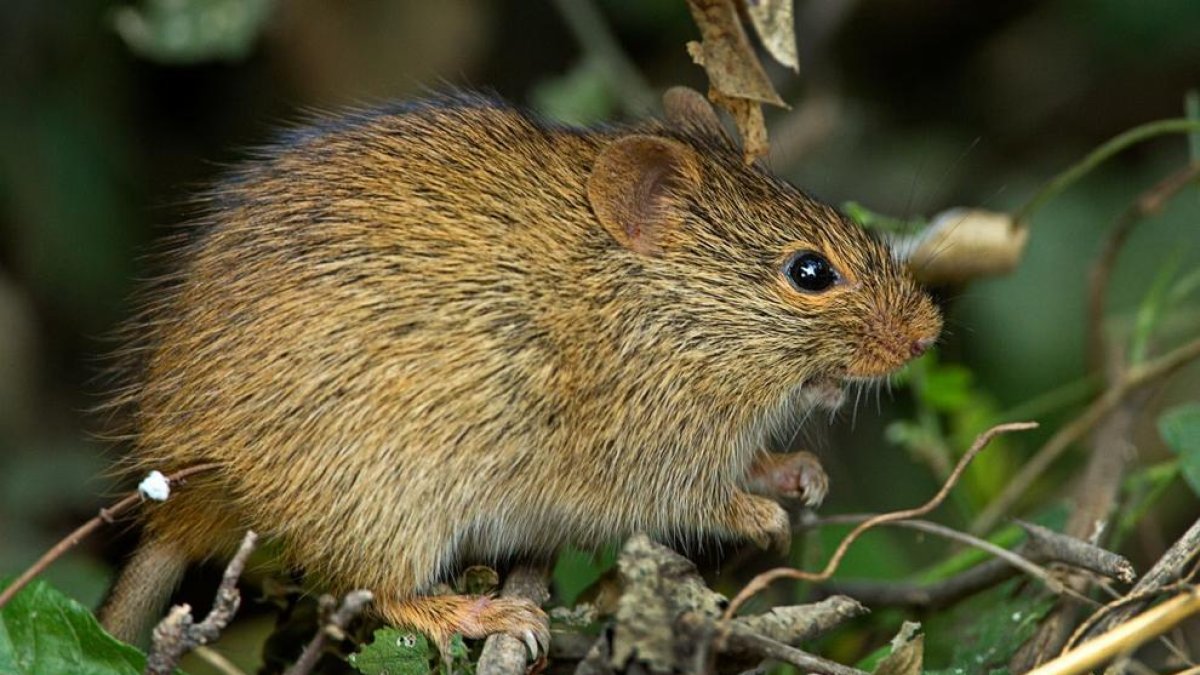 nueva especie de roedor, Golunda ellioti, URV, IPHES