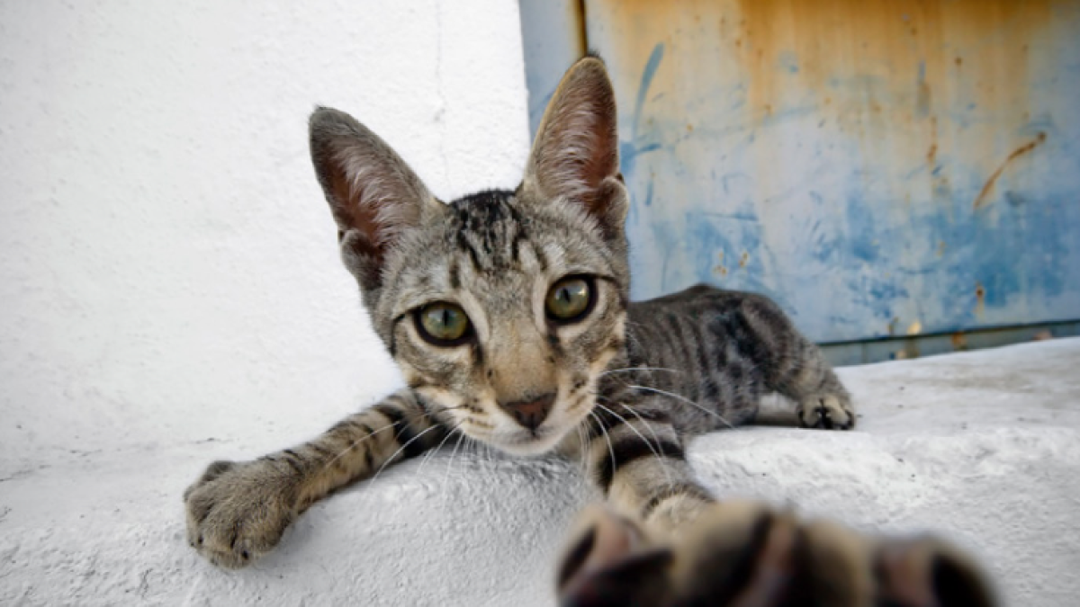 Els alimentadors poden continuar alimentant les colònies de gats a Tarragona