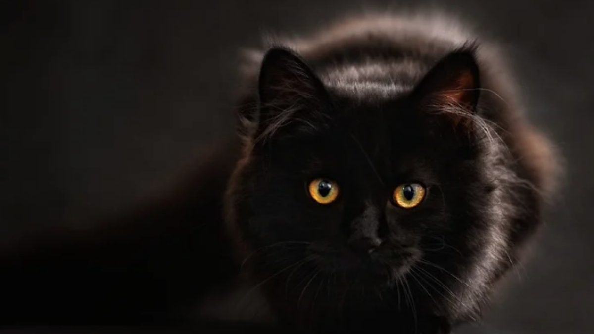 Activat un servei on-line per realitzar consultes sobre el Covid-19 i els animals