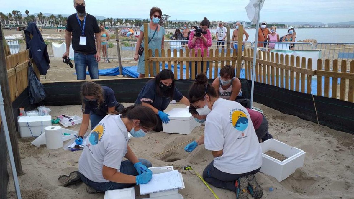 Trasladan al CRAM 55 huevos de tortuga boba de los dos nidos de la playa de la Pineda