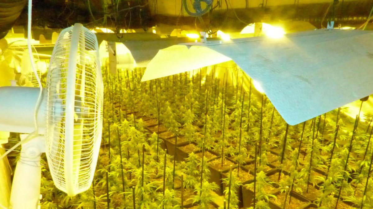 Els Mossos detenen dos homes i desmantellen una plantació de 1293 plantes de marihuana a Prades
