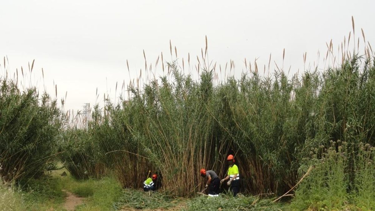 La asociación Aurora recupera el camino del Francolí en el Morell, Perafort y la Pobla