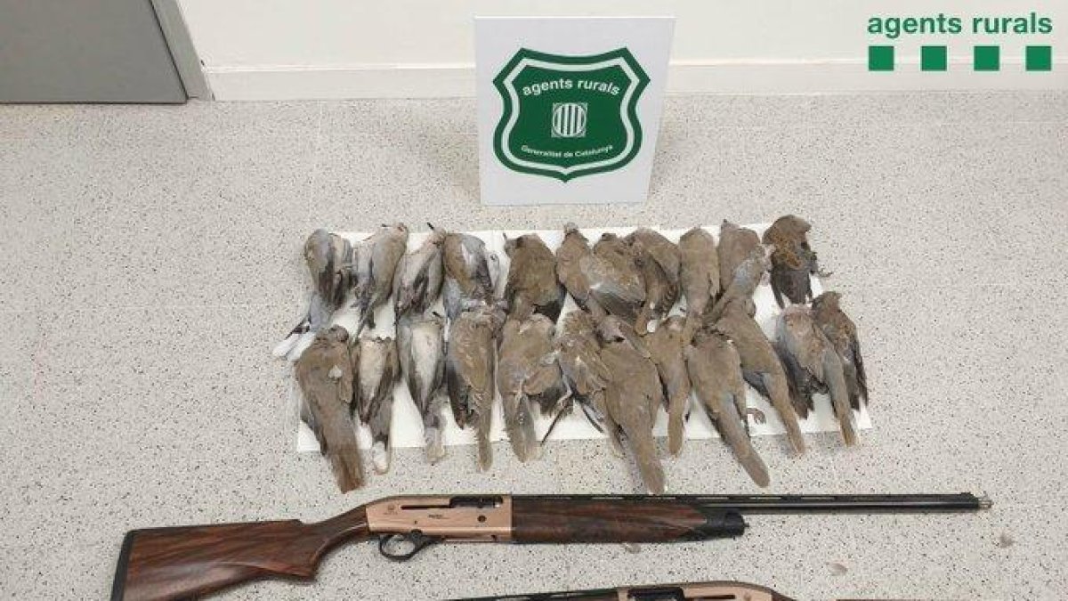 Denunciats dos caçadors per matar tórtores a l'Ampolla