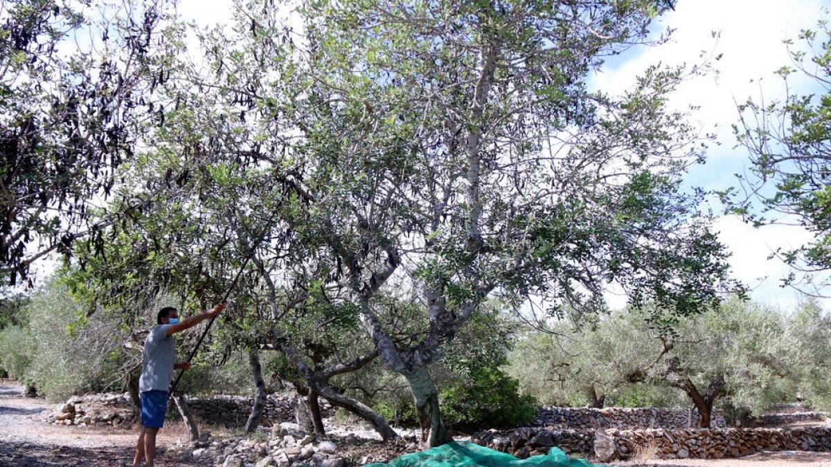 Agricultura inspecciona almacenes del Baix Ebre sospechosos de comprar algarrobas robadas