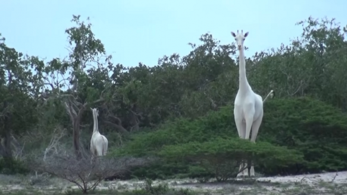 Uns caçadors furtius maten la girafa blanca de Kenya i a la seva cria