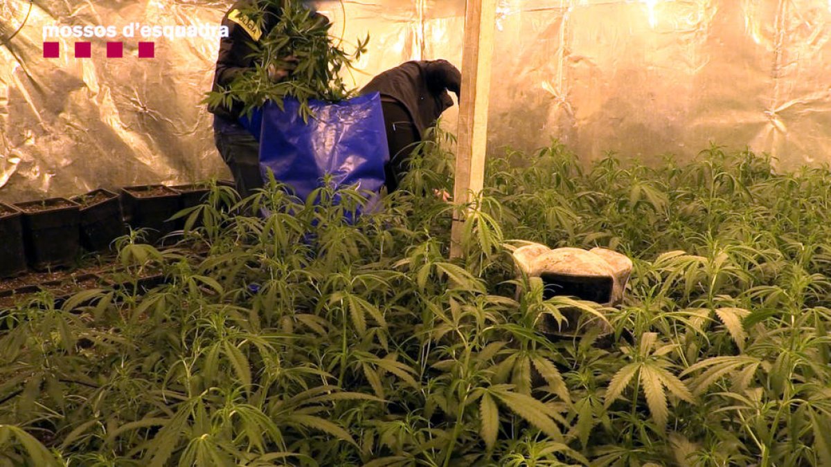 Cau un grup criminal dedicat al cultiu de marihuana en naus industrials: 26 detinguts i decomissat 1 MEUR en drogues