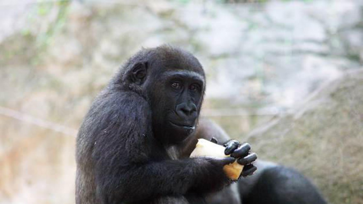 Los animales del Zoo de Barcelona comen fruta congelada para hacer frente a la ola de calor