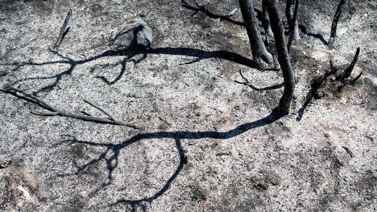 Los Bomberos evitan que el incendio crezca en extensión y son optimistas