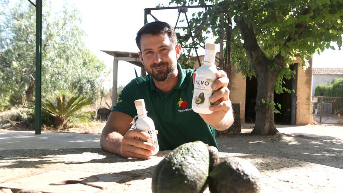 Un molino del Morell se especializa en el aceite de aguacate y hace la primera plantación comercial de Cataluña