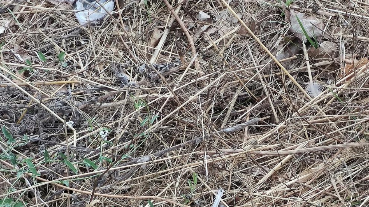 «Me pinché con una jeringa en la calle y me puede destrozar la vida»