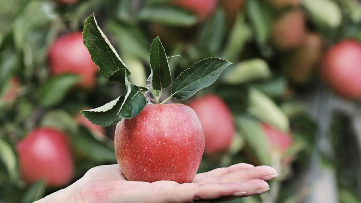 El incremento de la demanda generada por el coronavirus dispara las ventas de manzanas y peras en las tiendas