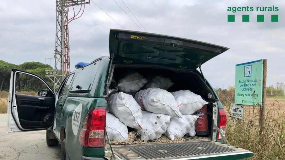 Denuncian a dos personas por recoger 750 kilos de piñas sin licencia en el Delta del Llobregat