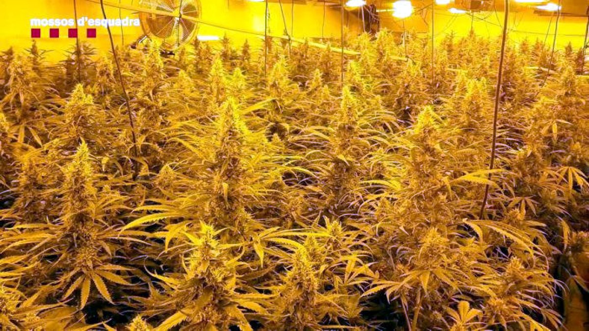 Macrooperación de los Mossos contra un grupo criminal dedicado a la marihuana: 16 detenidos y 12.000 plantas decomisadas