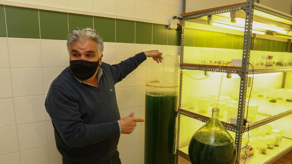 El INS de Horticultura crea un sistema que reduce el CO2 a través de algas