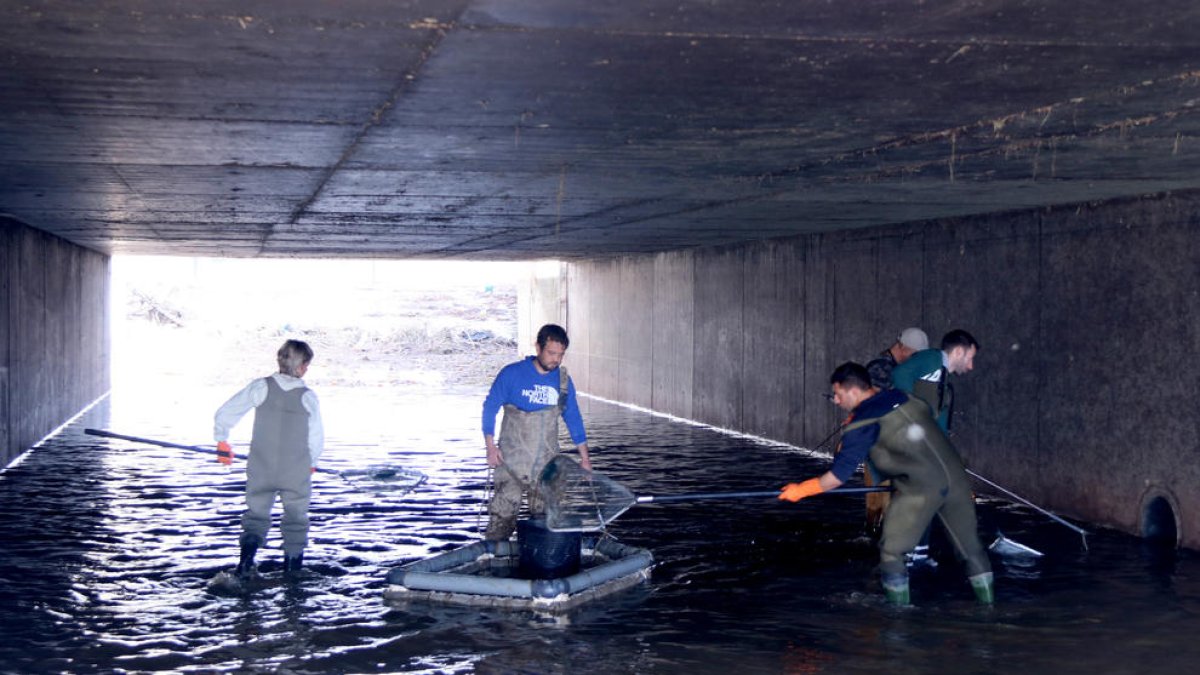 Refugios de peces en los canales del Ebro: una propuesta para frenar la caída en picado de las especies autóctonas