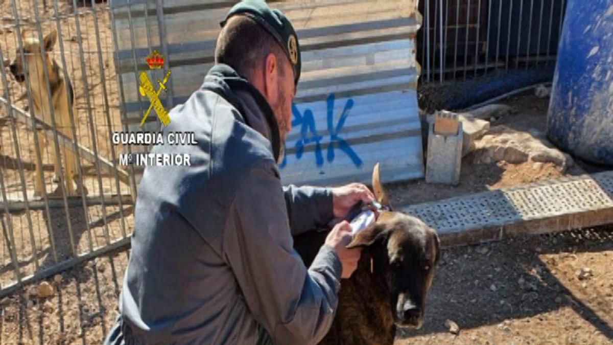 Detenida la propietaria de una protectora por la muerte de casi 500 animales en el Baix Ebre