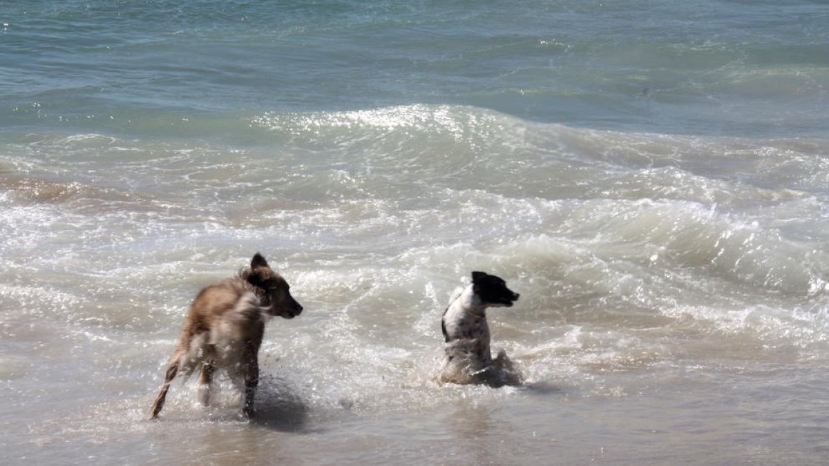 La ciudad de Tarragona se queda sin playa de perros un verano más