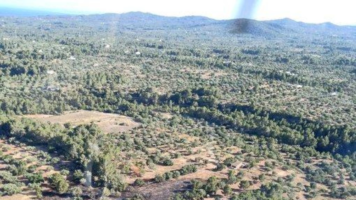 Cremen 7.500 m2 d'oliveres i garrofers a l'Ametlla de Mar