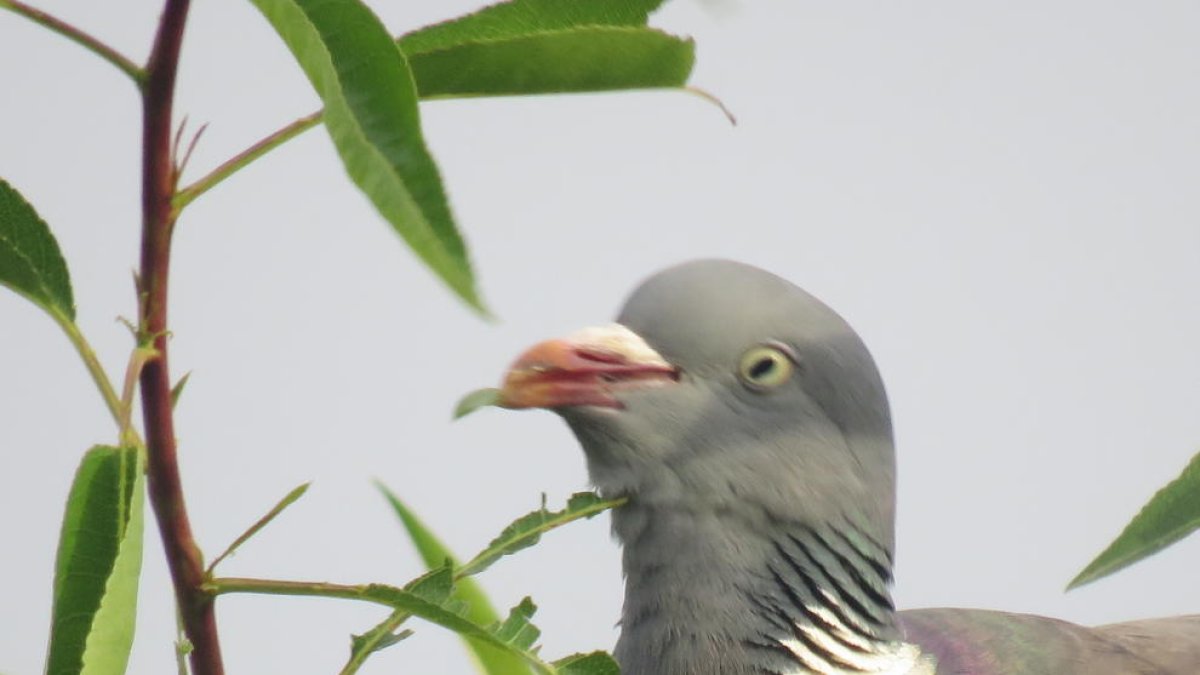 Una trentena d'autoritzacions excepcionals de caça al Camp de Tarragona per posar fre al creixement de la fauna salvatge
