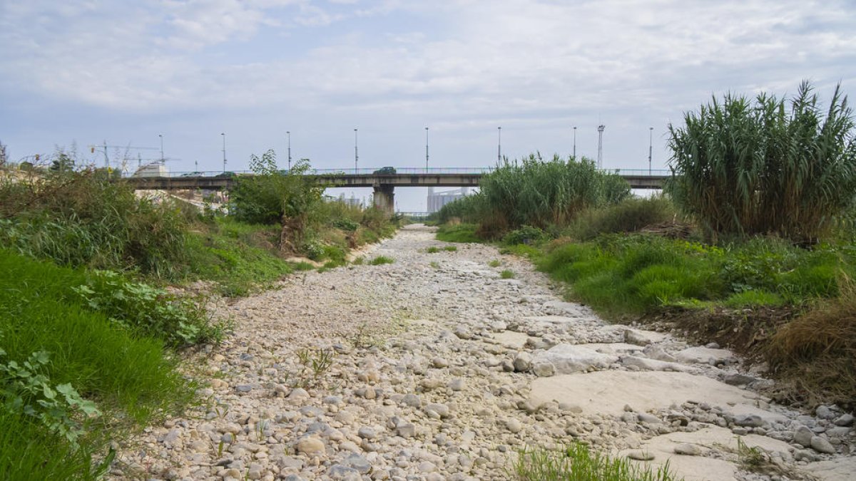 Pesca elèctrica per evitar que morin més peixos al tram final del riu Francolí