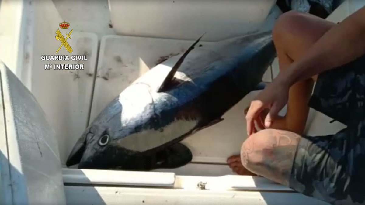 La Guàrdia Civil identifica un pescador furtiu de tonyina vermella de Salou
