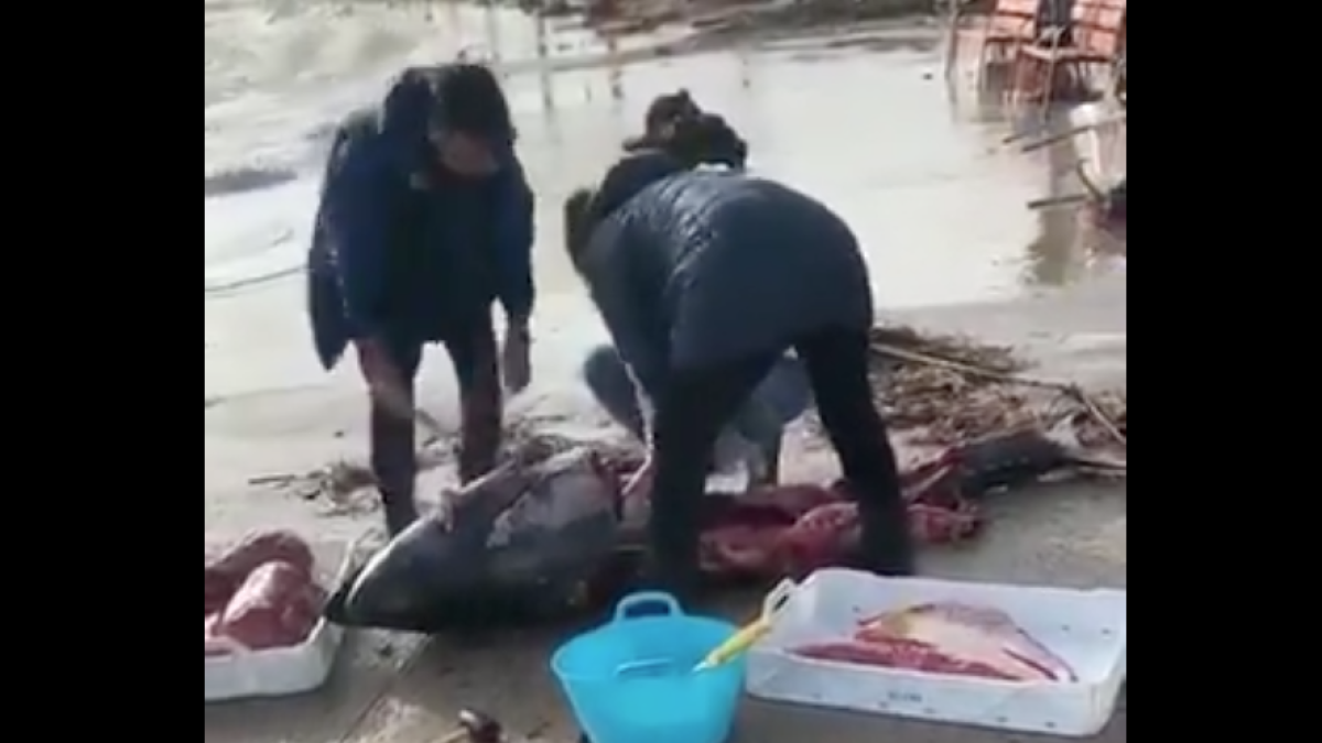 Los vecinos de l'Ampolla se llevan la carne de los atunes que han aparecido al paseo