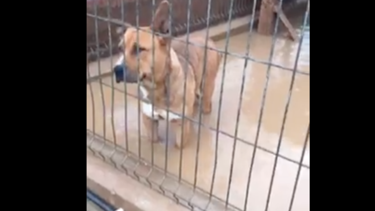 La Protectora de Torredembarra gravemente afectada por el temporal