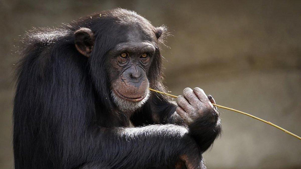 El genoma de los chimpancés y gorilas podría ayudar a entender mejor los tumores humanos, según un estudio