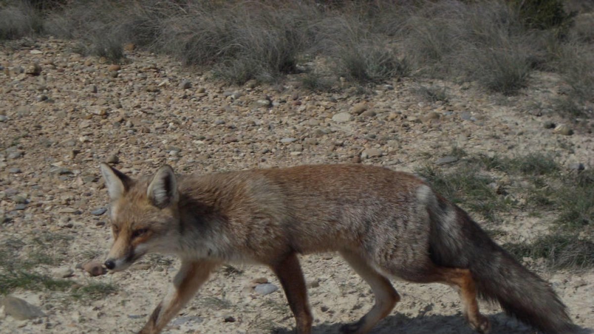 Un zorro despierta con mordiscos|mordeduras a huéspedes de un hotel en Austria
