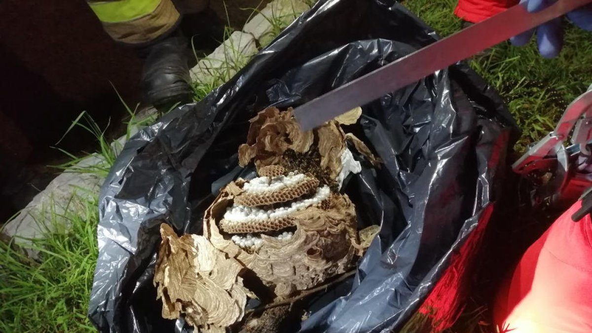 Retiran un nido de avispas asiáticas de un árbol del parque de la Quinta de Tarragona