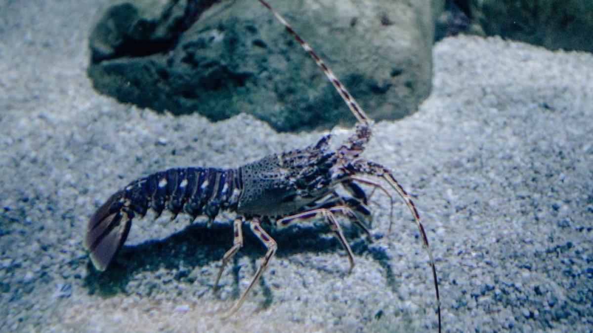 El so de les llagostes pot escoltar-se a tres quilòmetres sota l'aigua
