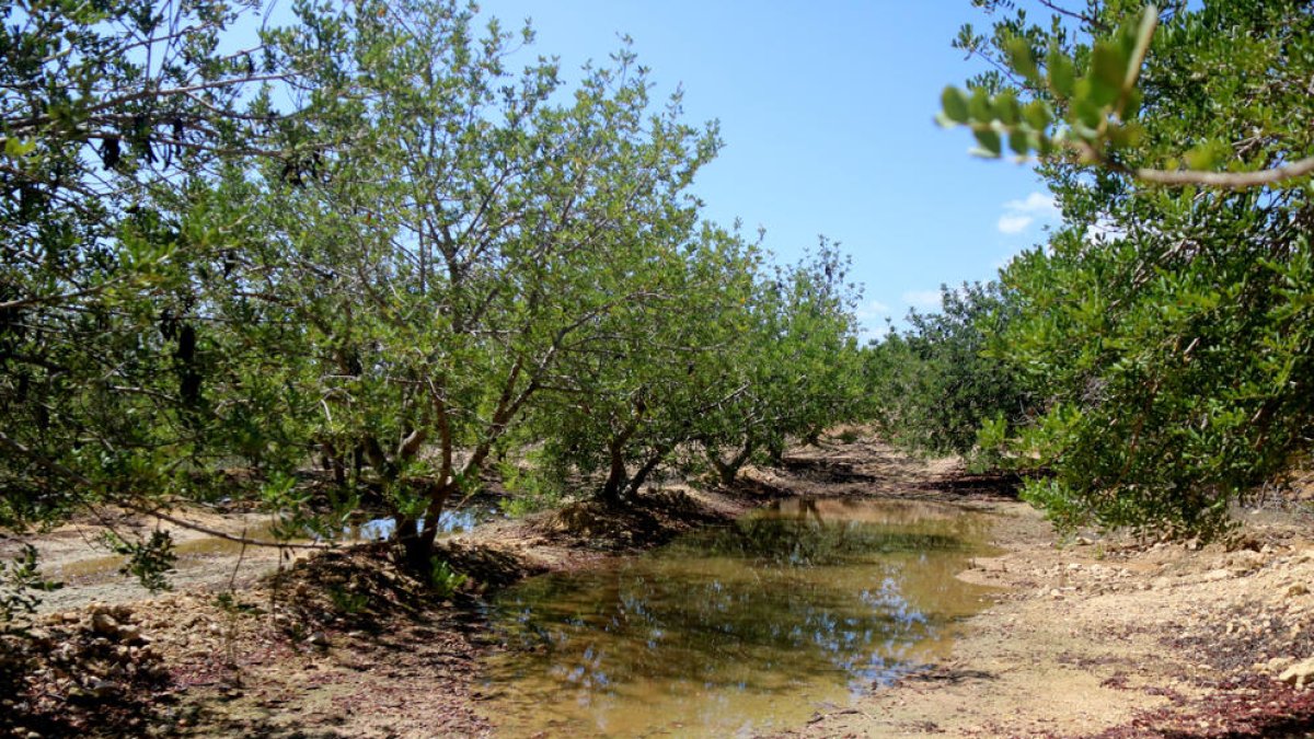 Los robos de algarrobas verdes obligan a los campesinos a avanzar la cosecha